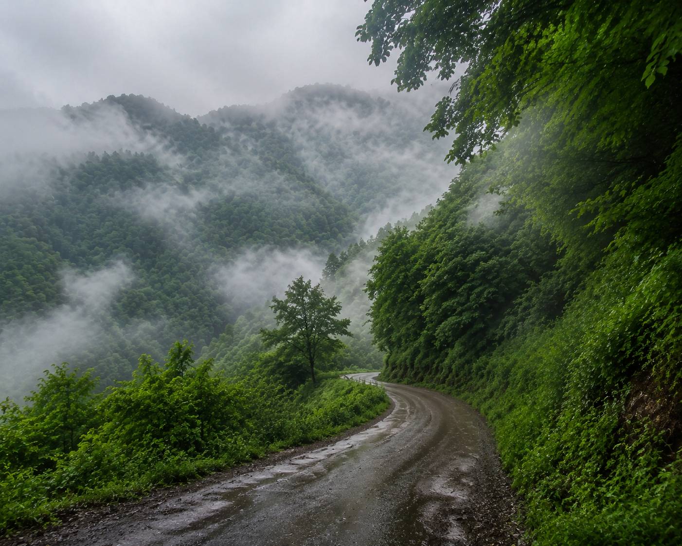 جنگل دالخانی رامسر
