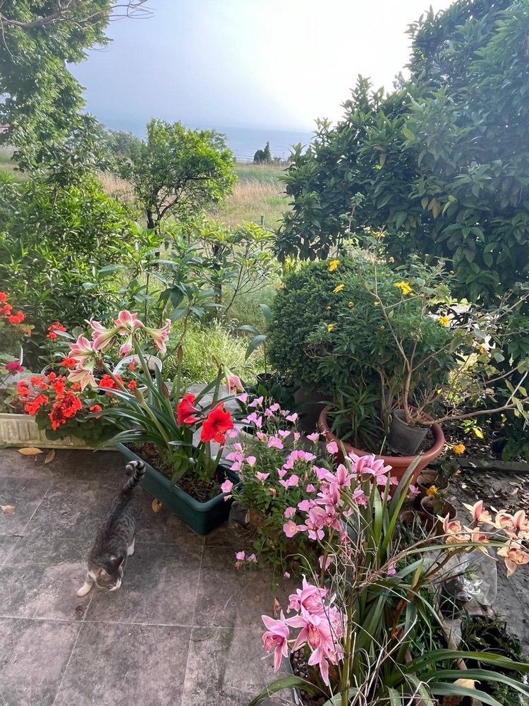 ایوان رنگی ایوان رنگی