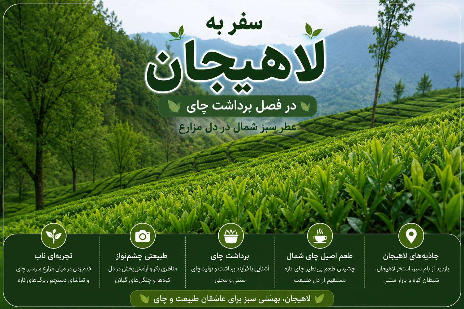 سفر به لاهیجان در فصل برداشت چای؛ عطر سبز شمال در دل مزارع